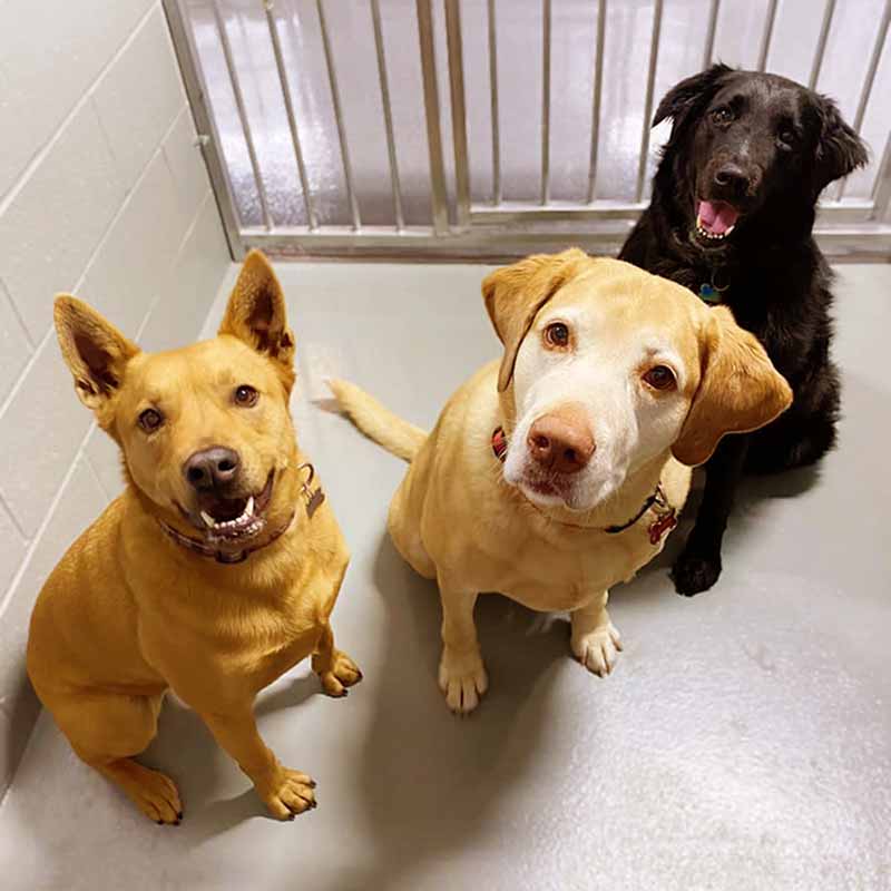 Dogs in kennel -Northside Animal Hospital |Lawrenceburg, TN